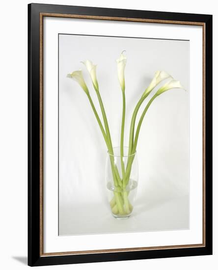 Calla Lily-Anna Miller-Framed Photographic Print