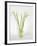 Calla Lily-Anna Miller-Framed Photographic Print