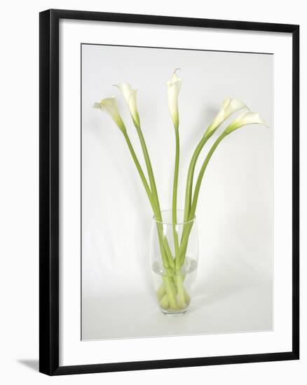 Calla Lily-Anna Miller-Framed Photographic Print