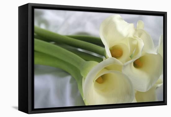 Calla Lily-Anna Miller-Framed Premier Image Canvas