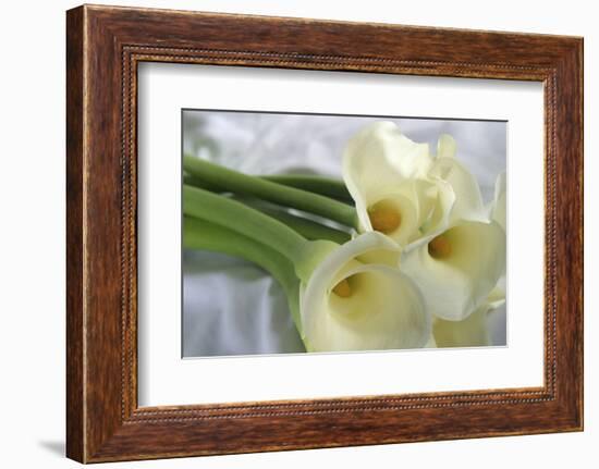 Calla Lily-Anna Miller-Framed Photographic Print