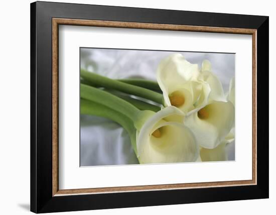 Calla Lily-Anna Miller-Framed Photographic Print