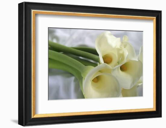 Calla Lily-Anna Miller-Framed Photographic Print