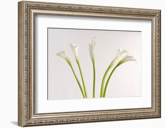 Calla Lily-Anna Miller-Framed Photographic Print