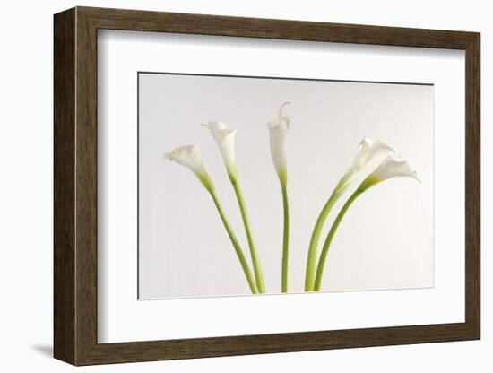 Calla Lily-Anna Miller-Framed Photographic Print