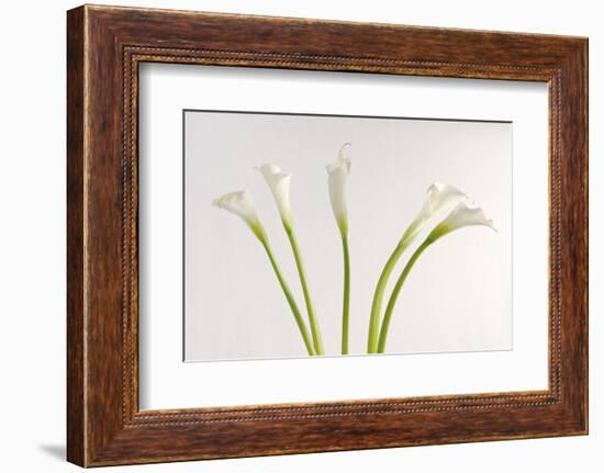 Calla Lily-Anna Miller-Framed Photographic Print