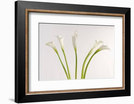 Calla Lily-Anna Miller-Framed Photographic Print