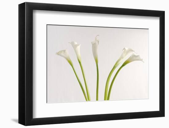 Calla Lily-Anna Miller-Framed Photographic Print