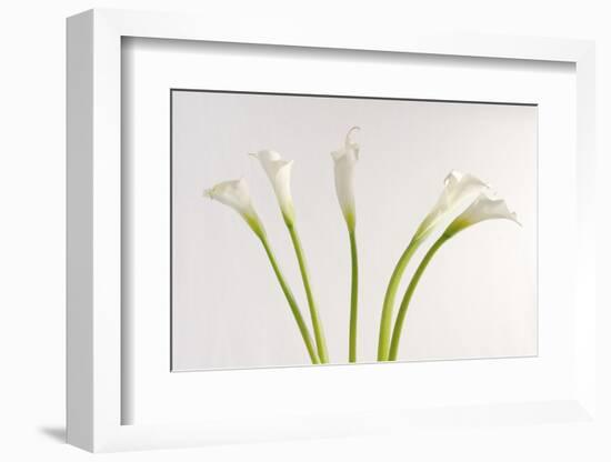 Calla Lily-Anna Miller-Framed Photographic Print