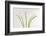 Calla Lily-Anna Miller-Framed Photographic Print