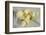 Calla Lily-Anna Miller-Framed Photographic Print