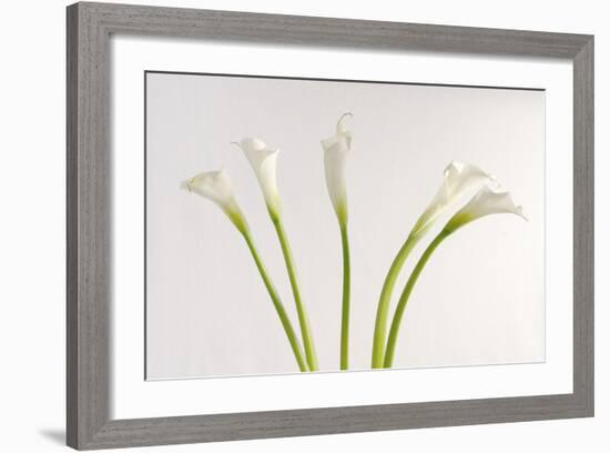 Calla Lily-Anna Miller-Framed Photographic Print