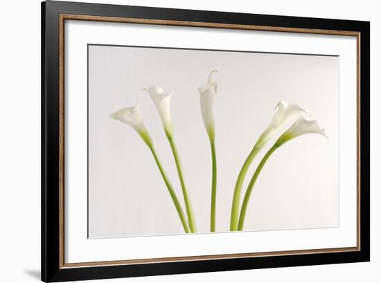 Calla Lily-Anna Miller-Framed Photographic Print