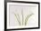 Calla Lily-Anna Miller-Framed Photographic Print