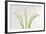 Calla Lily-Anna Miller-Framed Photographic Print