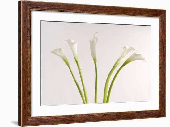 Calla Lily-Anna Miller-Framed Photographic Print