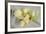 Calla Lily-Anna Miller-Framed Photographic Print