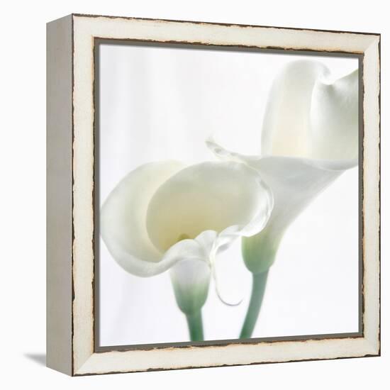 Calla Lily-Anna Miller-Framed Premier Image Canvas