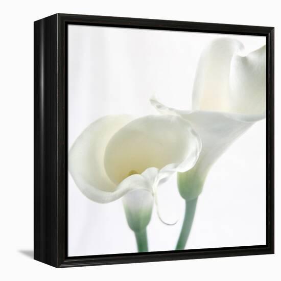 Calla Lily-Anna Miller-Framed Premier Image Canvas