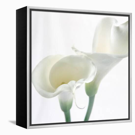 Calla Lily-Anna Miller-Framed Premier Image Canvas