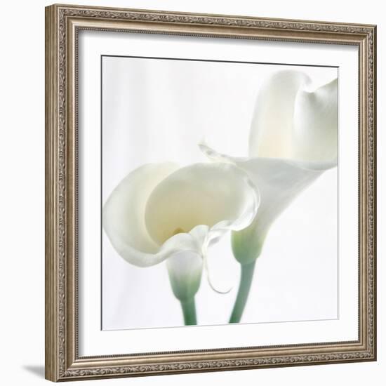 Calla Lily-Anna Miller-Framed Photographic Print