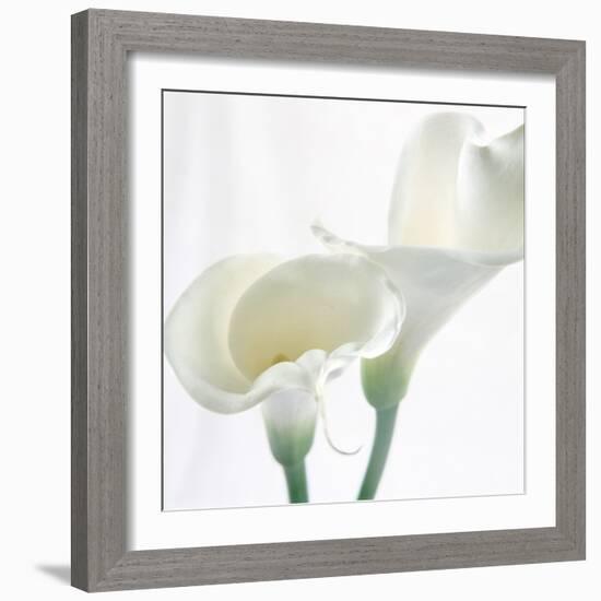 Calla Lily-Anna Miller-Framed Photographic Print