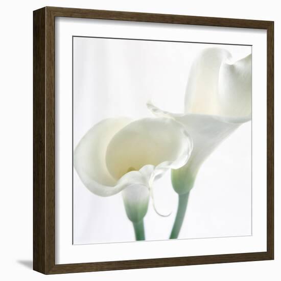 Calla Lily-Anna Miller-Framed Photographic Print