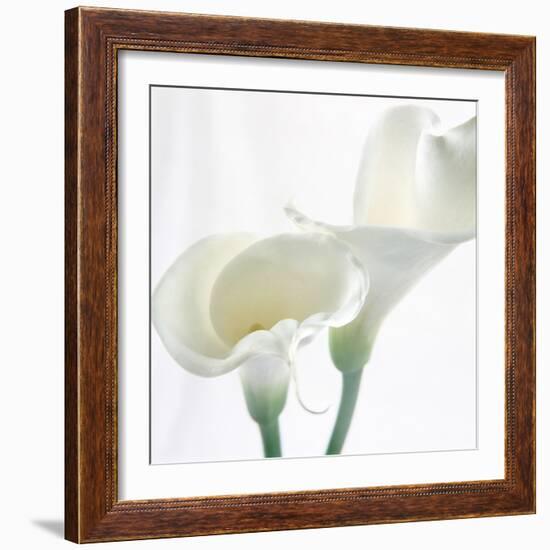 Calla Lily-Anna Miller-Framed Photographic Print