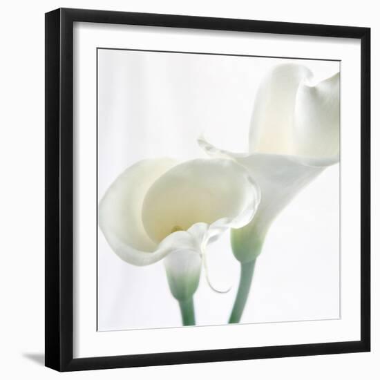 Calla Lily-Anna Miller-Framed Photographic Print