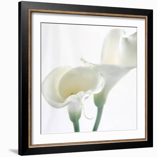 Calla Lily-Anna Miller-Framed Photographic Print