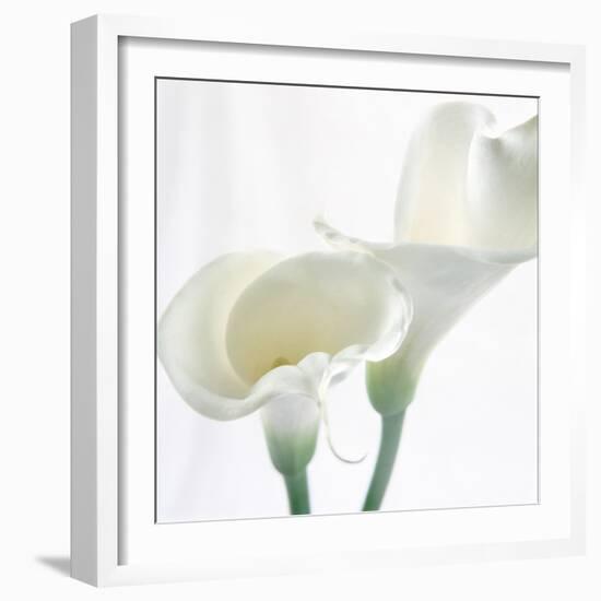 Calla Lily-Anna Miller-Framed Photographic Print