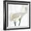 Calla Lily-Anna Miller-Framed Photographic Print