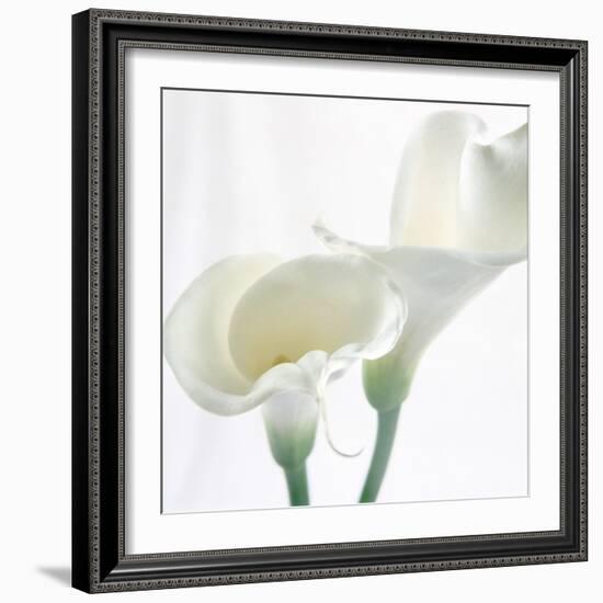 Calla Lily-Anna Miller-Framed Photographic Print