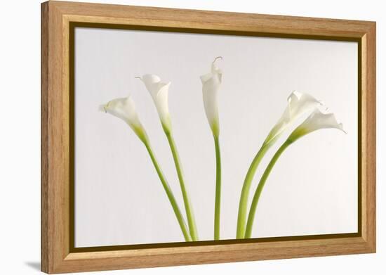 Calla Lily-Anna Miller-Framed Premier Image Canvas