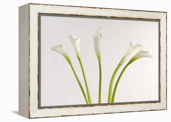 Calla Lily-Anna Miller-Framed Premier Image Canvas