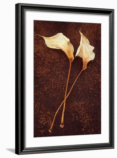 Calla Lily-Den Reader-Framed Photographic Print