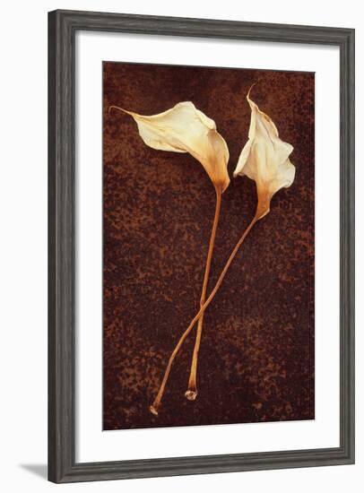 Calla Lily-Den Reader-Framed Photographic Print