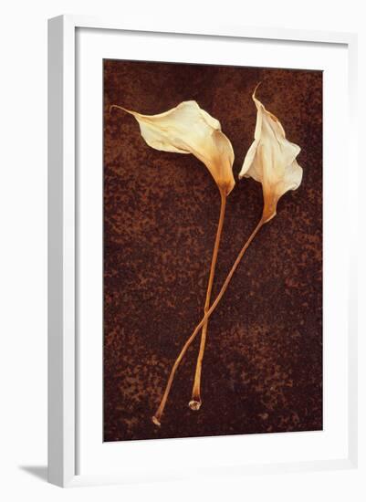 Calla Lily-Den Reader-Framed Photographic Print