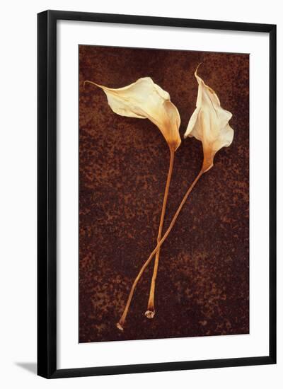 Calla Lily-Den Reader-Framed Photographic Print