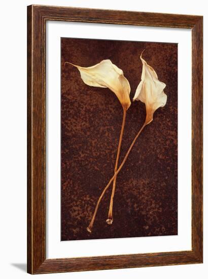 Calla Lily-Den Reader-Framed Photographic Print