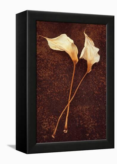 Calla Lily-Den Reader-Framed Premier Image Canvas