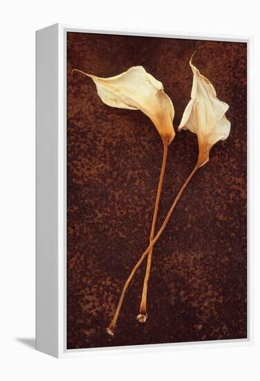 Calla Lily-Den Reader-Framed Premier Image Canvas