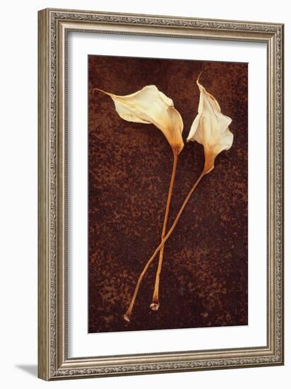 Calla Lily-Den Reader-Framed Photographic Print