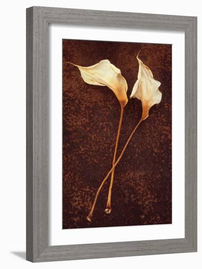 Calla Lily-Den Reader-Framed Photographic Print