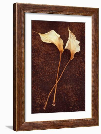 Calla Lily-Den Reader-Framed Photographic Print