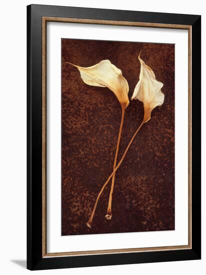 Calla Lily-Den Reader-Framed Photographic Print