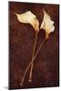 Calla Lily-Den Reader-Mounted Photographic Print