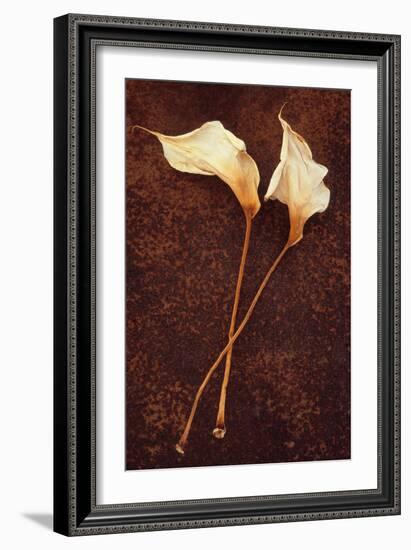 Calla Lily-Den Reader-Framed Photographic Print