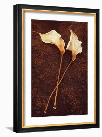 Calla Lily-Den Reader-Framed Photographic Print