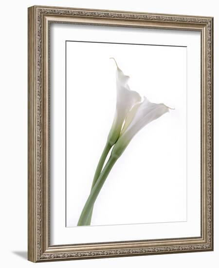 Calla Lily-Anna Miller-Framed Photographic Print